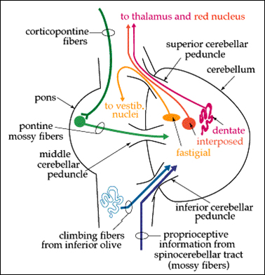 Cerebellum